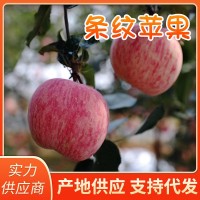 本地果園現(xiàn)摘現(xiàn)發(fā)煙臺(tái)條紋紅富士蘋果新鮮蘋果水果紅富士蘋果批發(fā)