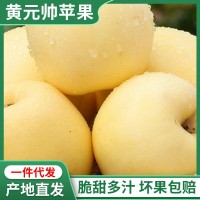 黃元帥黃蘋果新鮮現(xiàn)摘山東煙臺(tái)粉面香甜蘋果嬰兒刮泥10斤整箱水果