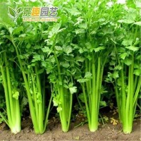 小香芹種子四季易種西芹蔬菜庭院陽(yáng)臺(tái)盆栽家庭種植香味濃細(xì)種籽