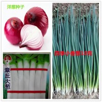 批發(fā)蔬菜種子四季小香蔥大蔥洋蔥約100粒按斤家庭陽臺(tái)菜園