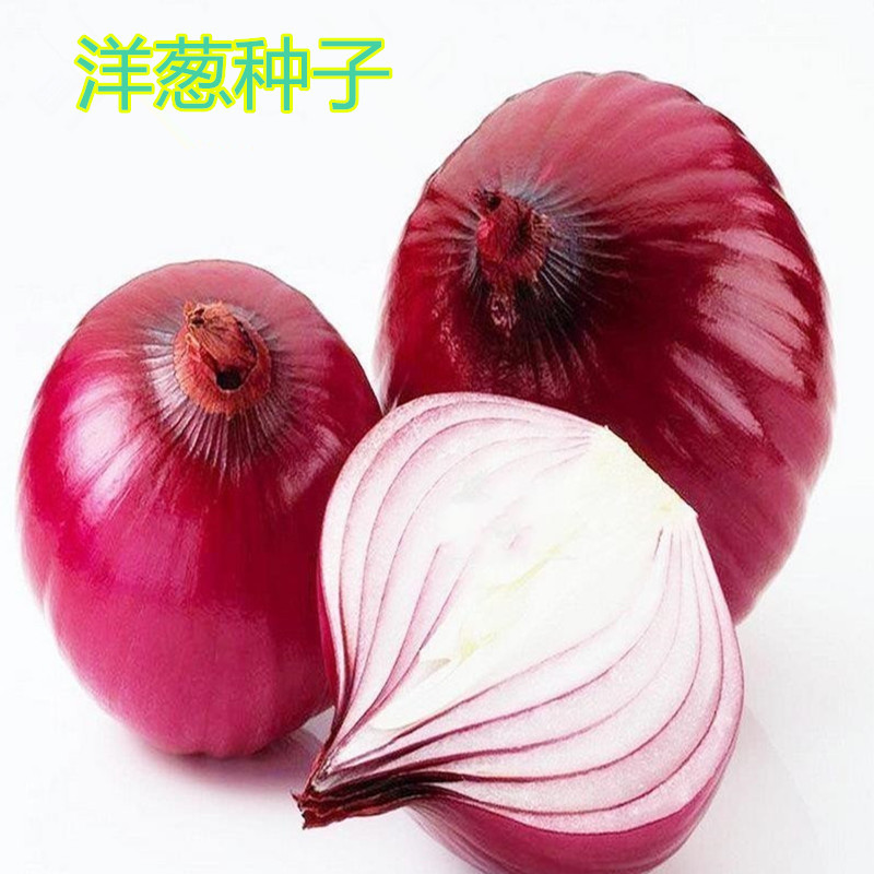 洋蔥