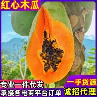 紅心木瓜時令水果產地直發(fā)新鮮采摘紅心木瓜包郵3斤5斤9斤裝一件