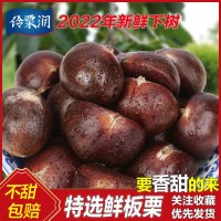 伶栗潤遷西板栗批發(fā)3113新鮮栗子/油栗/板栗河北生鮮油栗糖炒栗子