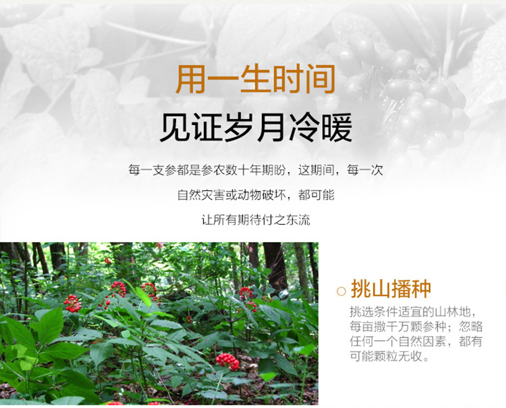 西洋參粒頭導(dǎo)引