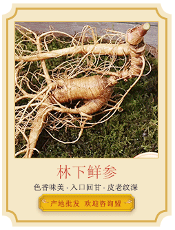 鮮林下參導(dǎo)引