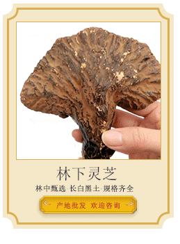 林下靈芝導(dǎo)引