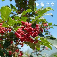 四川漢源大紅袍花椒干花椒 紅花椒粒花椒粉食用農(nóng)家青麻椒