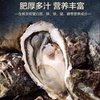 不帶殼新鮮活剝大生蠔肉 牡蠣肉 海蠣子 口感細膩 肥沃豐腴 袋裝批發(fā)