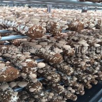 出口澳洲南美白蠔菇菌棒香菇菌棒，香菇菌包，平菇菌棒