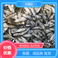 鱖魚成品魚 漁場適用 鮮活優(yōu)質水產 基地直發(fā) 就選永盛合