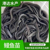 淡水鰻魚(yú)苗 易成活白鱔魚(yú)苗 港達(dá)水產(chǎn)人工養(yǎng)殖河鰻花鰻魚(yú)白鰻苗