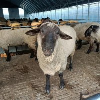 成年育肥薩福克羊種公羊 雜交散養(yǎng)肉羊 提供養(yǎng)殖技術(shù)指導(dǎo)