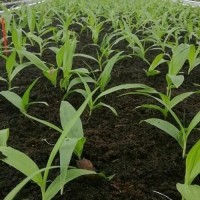 白芨苗 種苗批發(fā)廠家 優(yōu)質 大量供應