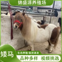 矮馬活體寵物馬設(shè)特蘭矮馬出售家養(yǎng)小馬駒兒童騎乘馬矮腳馬