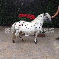 德保矮馬馴化成熟穩(wěn)定 進(jìn)口設(shè)特蘭矮馬可騎乘景區(qū)觀賞矮馬互動(dòng)強(qiáng)