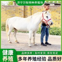 迷你小矮馬兒童騎乘馬 活體矮馬 德保矮馬設(shè)特蘭小矮馬價(jià)格