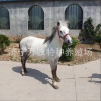 迷你小矮馬兒童騎乘馬 活馬家養(yǎng)馬觀賞設(shè)特蘭矮馬 矮馬多少錢一只