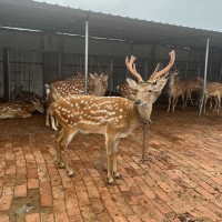 純種成年梅花鹿幼崽活體養(yǎng)殖場 景區(qū)動(dòng)物園觀賞寵物梅花鹿多少錢