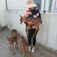 梅花鹿幼崽活體批發(fā)價(jià)格 人工馴養(yǎng)親人梅花鹿 觀賞梅花鹿養(yǎng)殖場