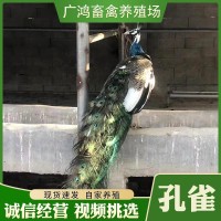 廠家生態(tài)養(yǎng)殖開(kāi)屏藍(lán)孔雀種苗活體 各種孔雀幼苗公母一對(duì)價(jià)格供應(yīng)