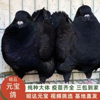 精品圓環(huán)鴿巨型元寶鴿一對(duì)種鴿養(yǎng)殖觀賞鴿活物包郵包活基地直發(fā)
