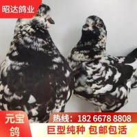 疫苗齊全巨型元寶鴿多少錢(qián)青年鴿雪花元寶鴿種鴿養(yǎng)殖場(chǎng)觀賞鴿