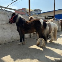 兒童寵物矮馬活體矮馬養(yǎng)殖提供技術(shù)馬匹 多種騎乘馬