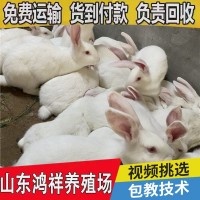 鴻祥肉兔子兔苗繁殖廠家 大量供應(yīng)1-3斤的改良肉兔子苗 送貨上門(mén)