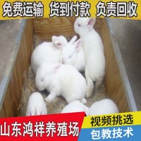 山東大量供應(yīng)優(yōu)質(zhì)肉兔子兔苗 送貨上門(mén) 新西蘭肉兔子兔苗多少錢(qián)只