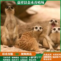 細(xì)尾獴養(yǎng)殖 成年細(xì)尾獴 狐獴幼崽呆萌可愛(ài) 適合景區(qū)觀賞互動(dòng)