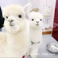 羊駝活物活體出售景區(qū)觀賞寵物可愛(ài)小羊駝活的神 獸萌寵活體羊駝