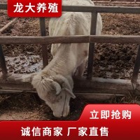 夏洛萊 牛種 廣西牛哪里買(mǎi)夏洛萊價(jià)格 養(yǎng)殖場(chǎng)急售常年供應(yīng)