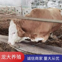 牛活體西門(mén)塔爾牛養(yǎng)殖場(chǎng)肉牛價(jià)格公牛出售貨到付款