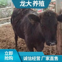 安格斯廣西養(yǎng)肉牛 肉牛養(yǎng)殖成本大型牛場(chǎng) 安格斯多少錢(qián)