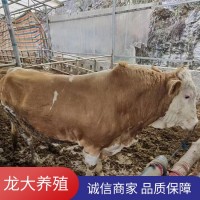 貨到付款?；铙w西門塔爾牛養(yǎng)殖場肉牛價格公牛出售廣西西塔達(dá)爾