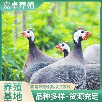 【10只起】哪里有珍珠雞苗批發(fā)脫溫青年珍珠雞苗價(jià)格珍珠雞苗養(yǎng)殖