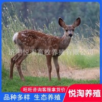 活體梅花鹿 養(yǎng)殖場(chǎng)銷售成年梅花鹿 親人梅花鹿幼崽 包郵全國(guó)