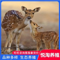 活體梅花鹿 養(yǎng)殖場(chǎng)銷售成年活體梅花鹿 親人梅花鹿幼崽