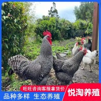 活體蘆花雞 青年下蛋蘆花雞 脫溫蘆花雞幼苗 全國(guó)包郵