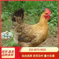 出售青腳麻雞小雞苗活體 麻羽雞土雞苗山地放養(yǎng)蛋雞幼苗批發(fā)價(jià)格