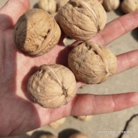 新豐核桃幸福核桃雜果核桃商檢出口專業(yè)源頭工廠原色果水洗果