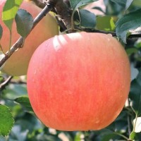2023新果正宗陜西紅富士特大蘋果新鮮現(xiàn)摘當(dāng)應(yīng)季冰糖心水果批發(fā)