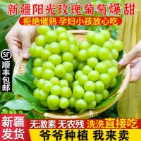 新疆陽光玫瑰葡萄應(yīng)季新鮮水果現(xiàn)摘青提子勝無核白玻璃脆順豐包郵
