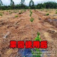 【10斤】草銨-草甘膦5公斤柑橘園果園雜草強 力除草劑