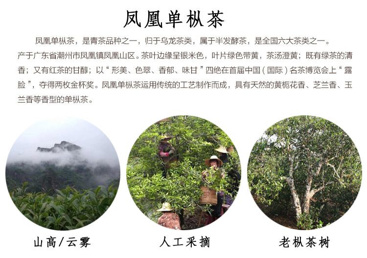 鳳凰單樅茶介紹