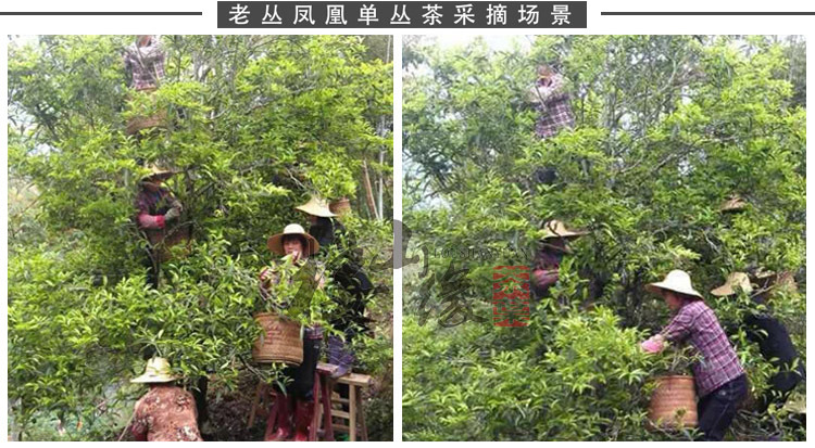 老樅單樅采摘場景