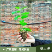車厘子苗 嫁接矮化 豐產期長 可帶土發(fā)貨 當年結果 頤正源