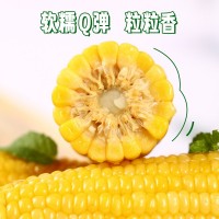 東北黃玉米棒整箱8根220克粗糧香甜軟糯真空獨(dú)立包裝電商代發(fā)玉米