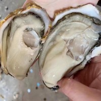 批發(fā)生蠔海鮮大個(gè)海蠣子帶殼牡蠣肉新鮮水產(chǎn)非一整箱批發(fā)