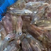東山本港活凍小管，小魷魚，高品質(zhì)常年供應(yīng)酒店 商超！鮮甜 嚼勁